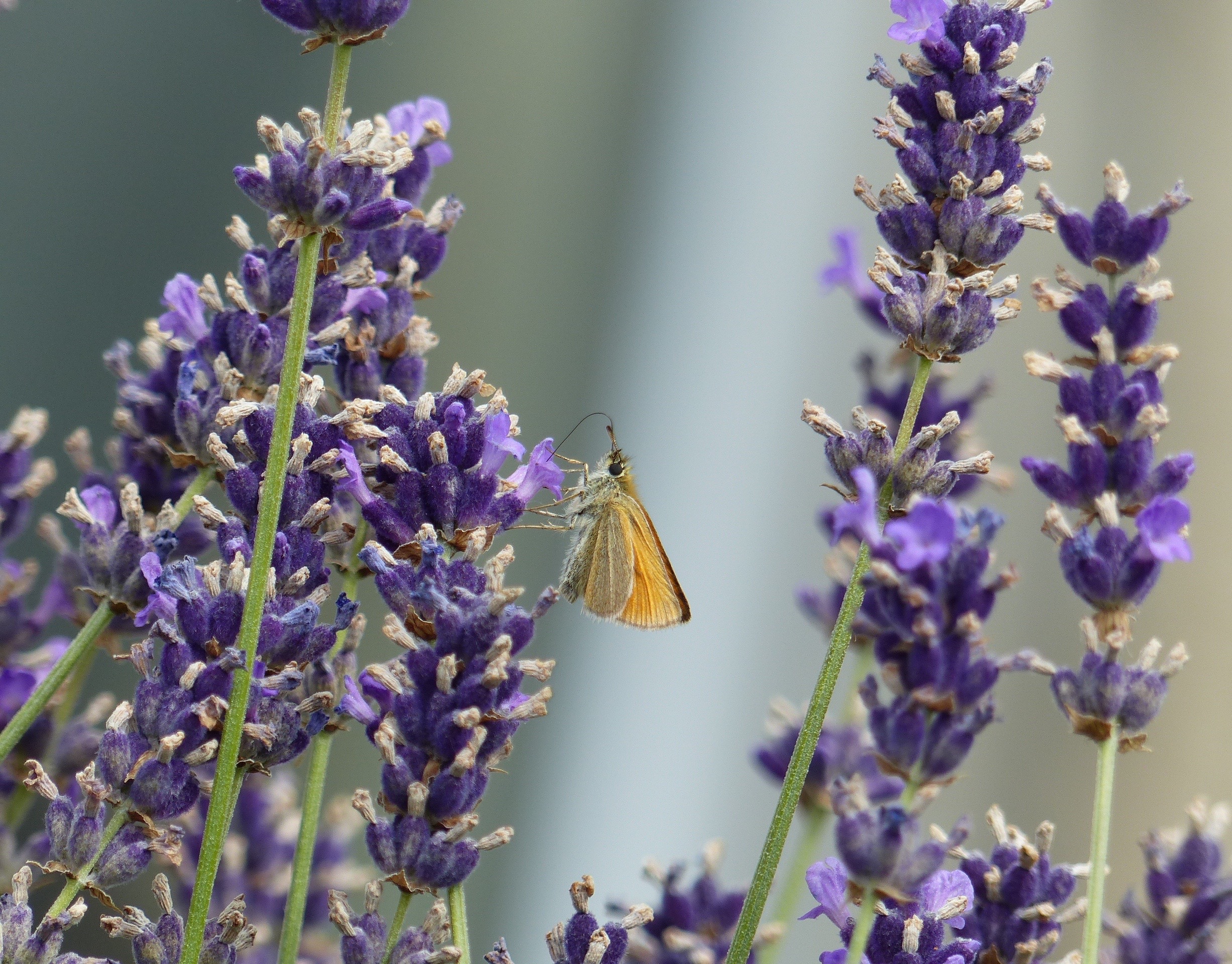 Is dit een oranje mot?