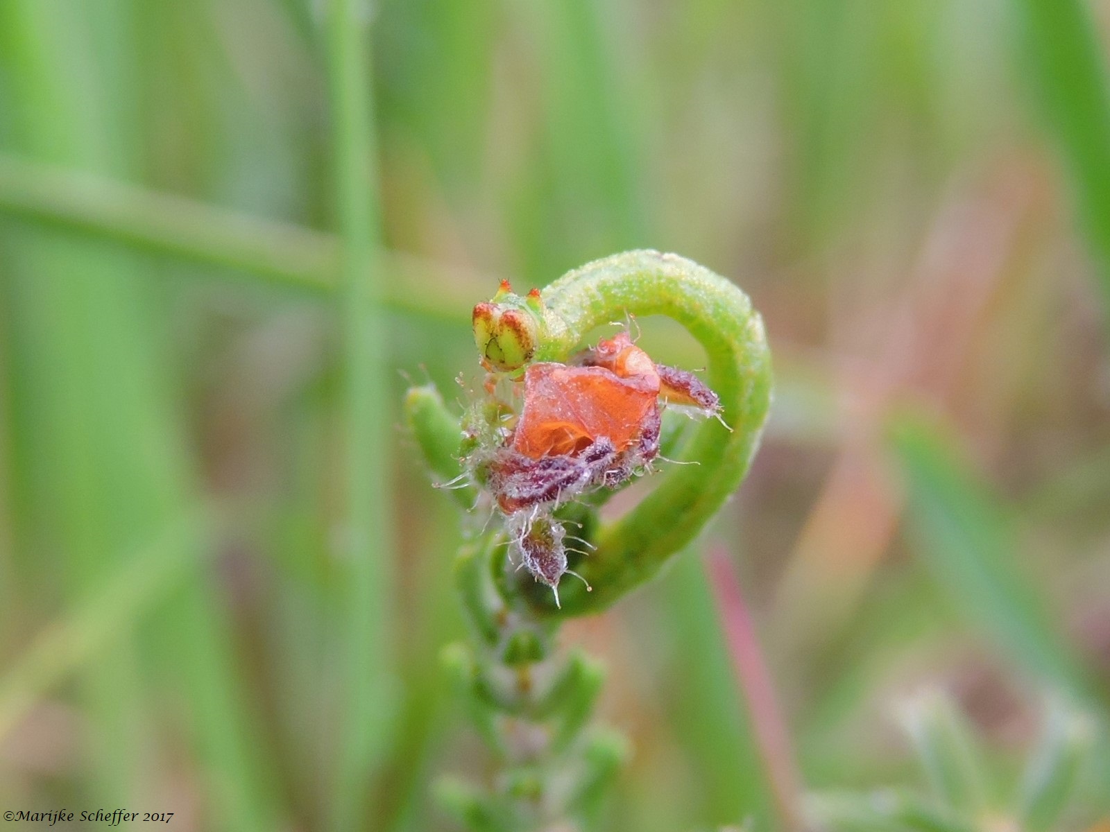 Wie ben ik...rups of....