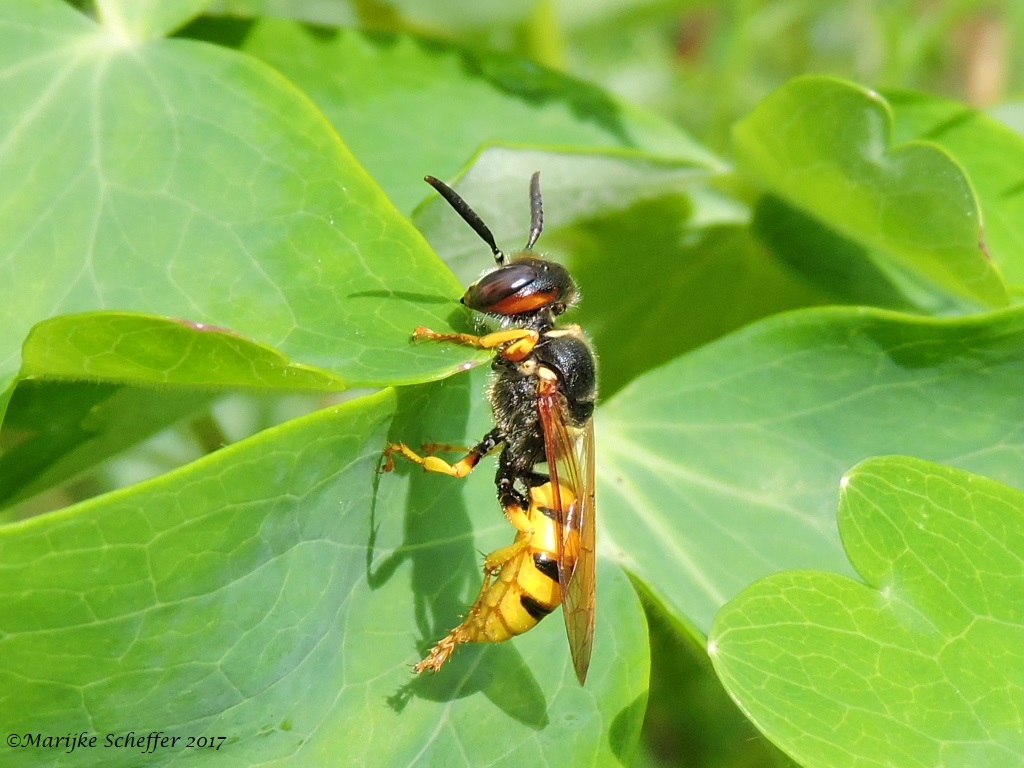Nieuwe jager in de tuin