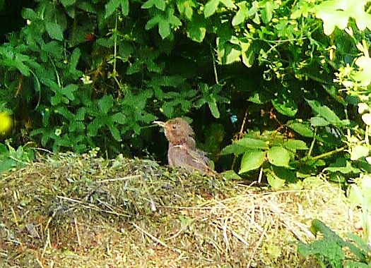 Onbekende vogel in Zuid Limburg