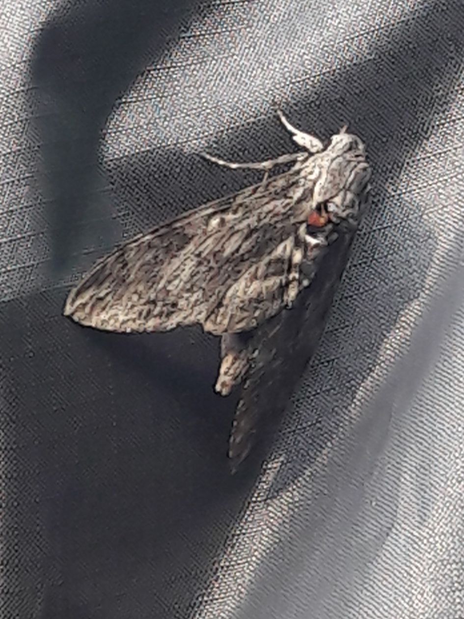 Welke vlinder is dit?