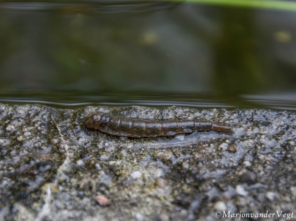 Wie weet wat dit is?