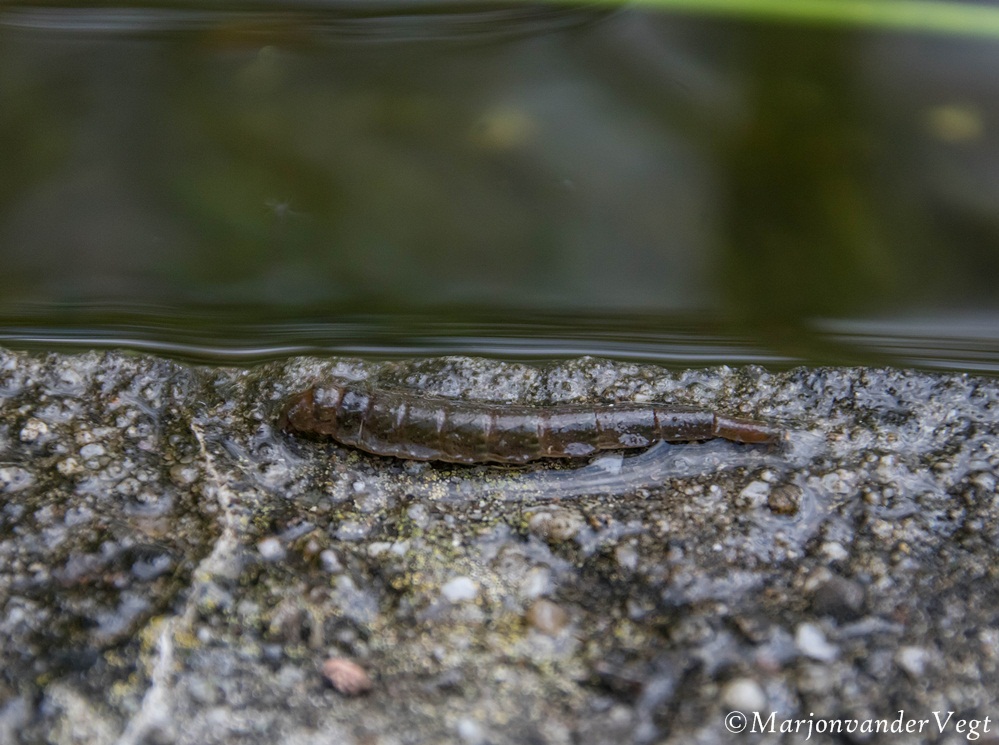 Wie weet wat dit is?