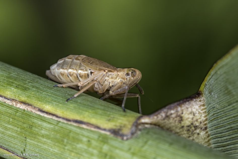 Cicade, maar welke...