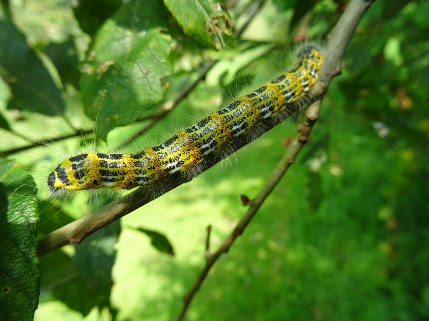 Welke rups is dit?