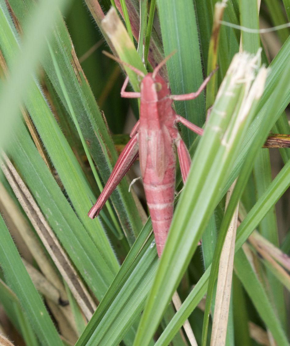 Is dit een sprinkhaan met erythrisme?  Wat voor soort is het?