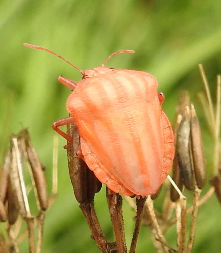 Wie weet welke nimf dit is?