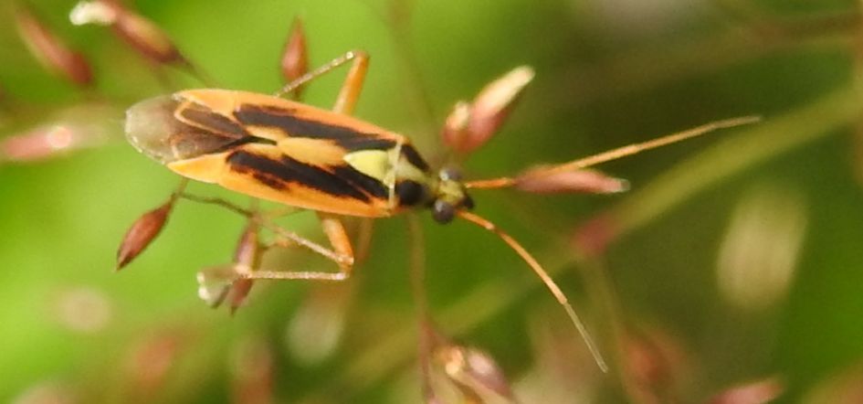 Wie kent deze wants?