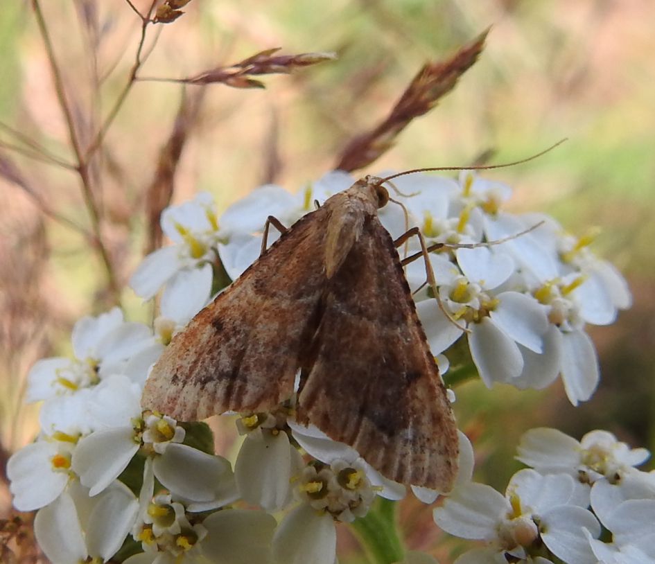 Wie weet welke nachtvlinder dit is?