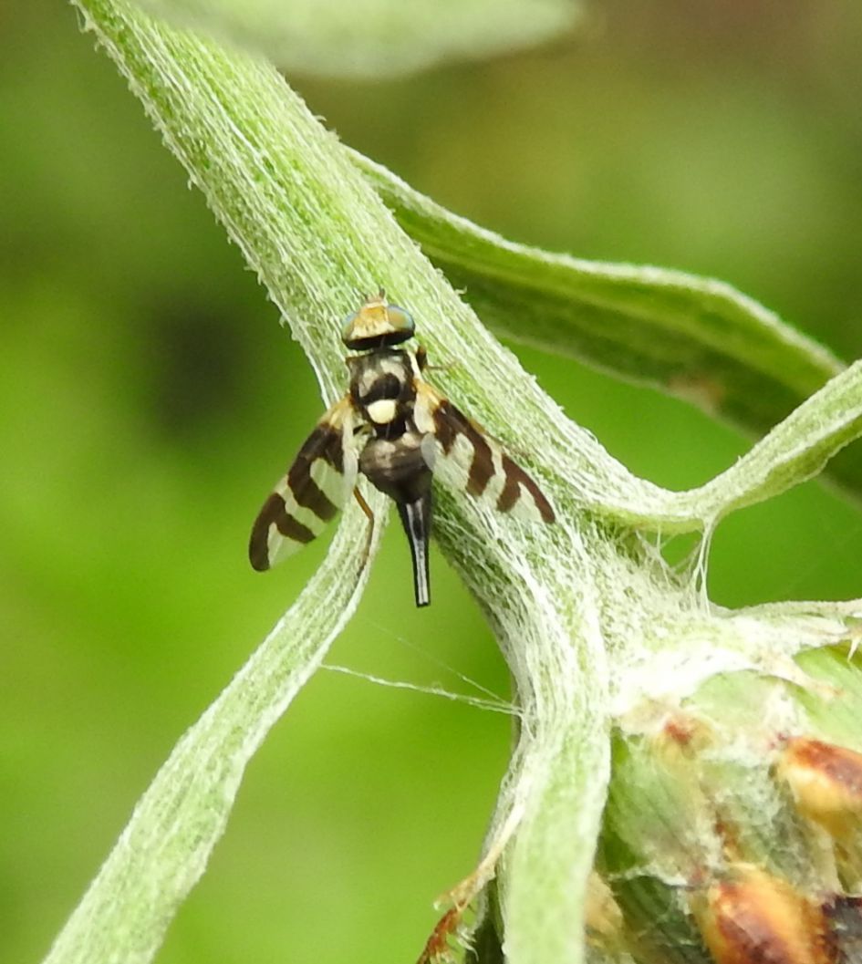 Wie kan dit vliegje op naam brengen?