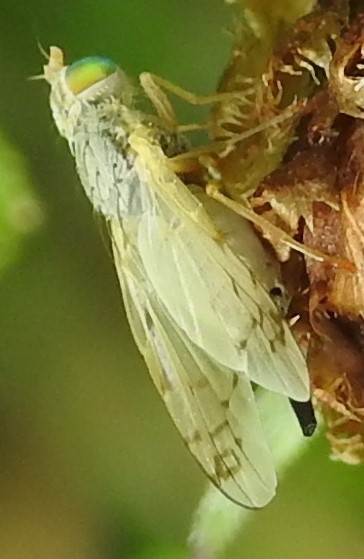 Wie weet wat dit voor een mooi insect is?