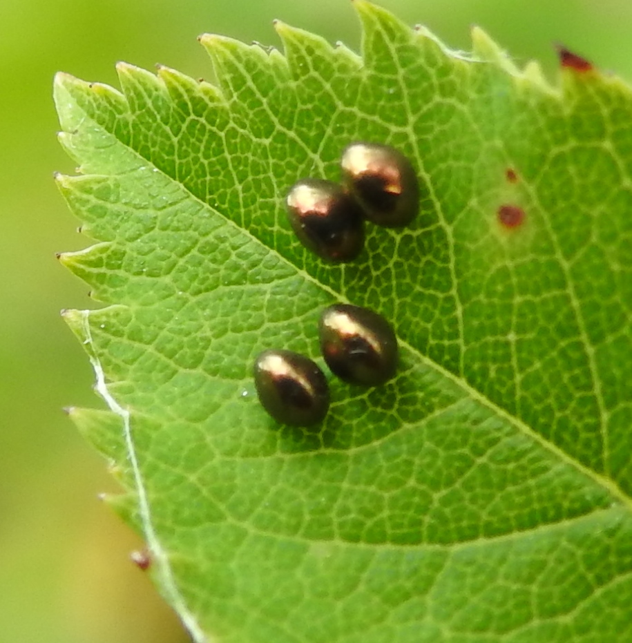 Heeft iemand enig idee wat dit is?