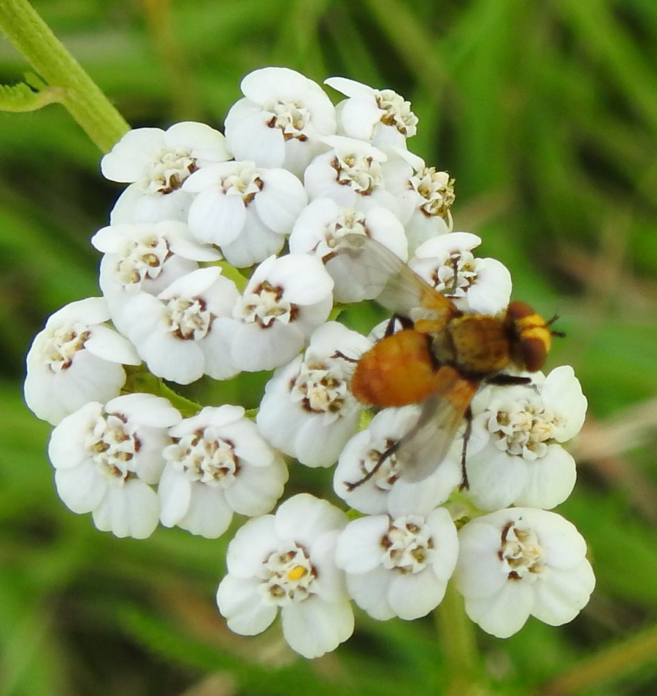 Wat is dit voor een insect?