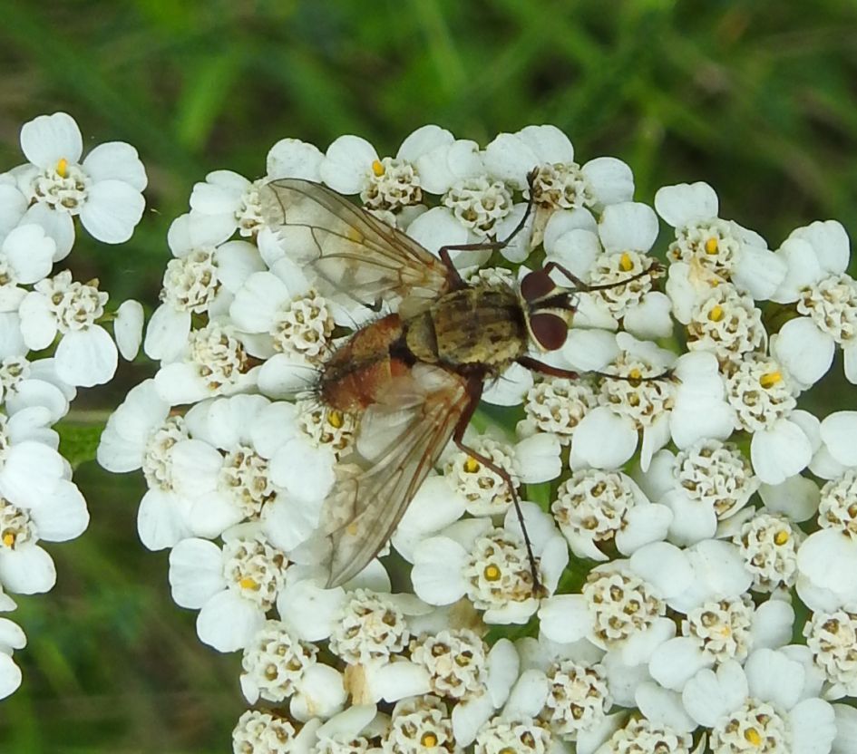 Wie kent de naam van deze bloemvlieg denk ik?