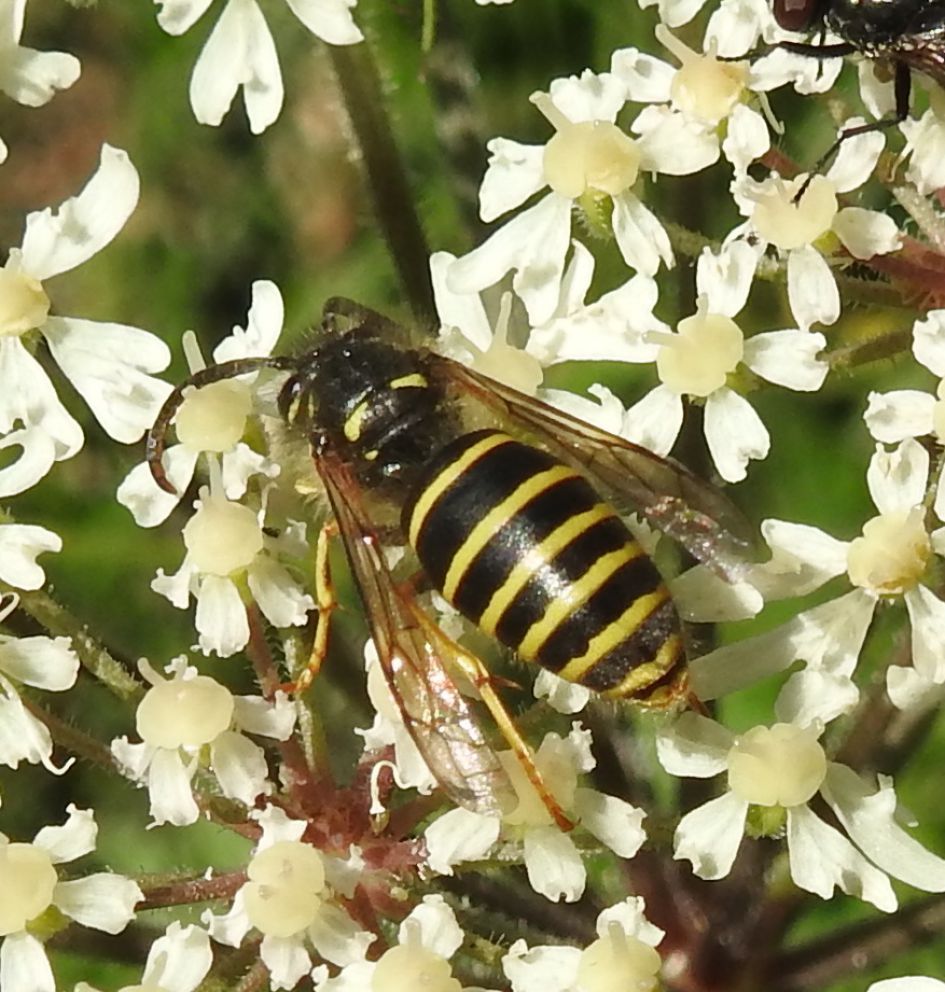 Is dit een graafwesp?