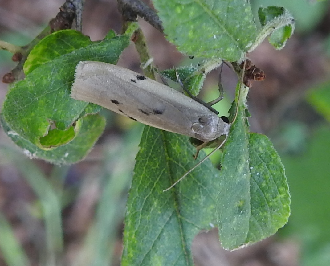 Is dit het Huismoedertje?