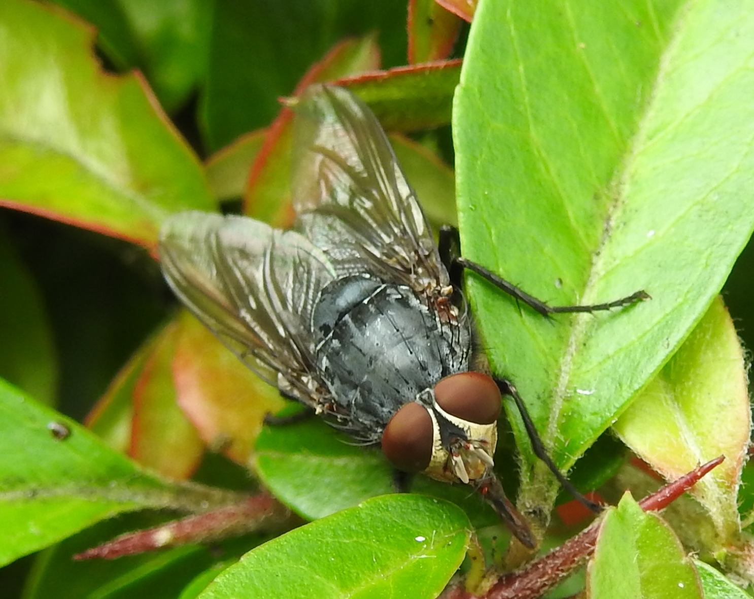 Bij welke familie hoort deze vlieg?