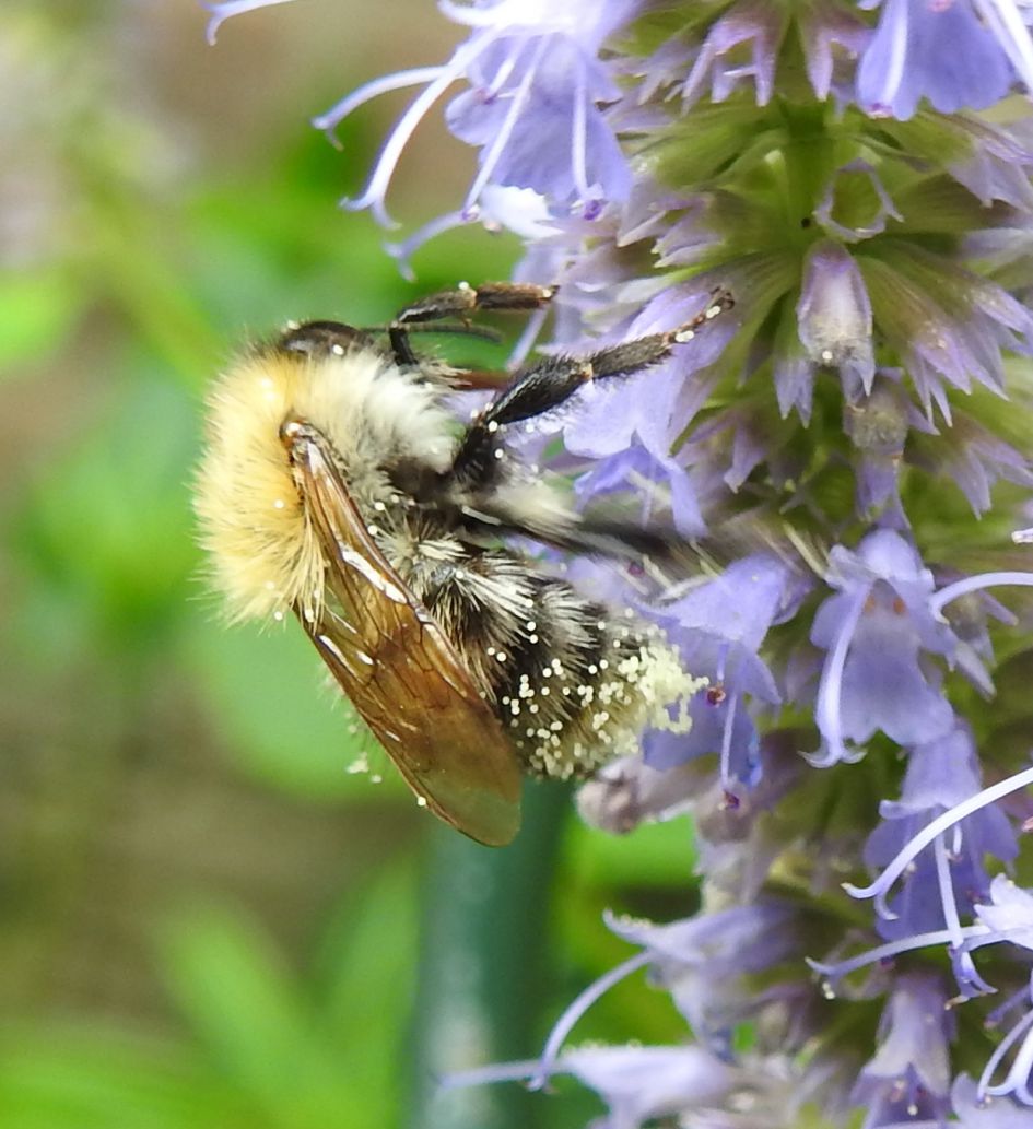 Wie kent dit beestje?