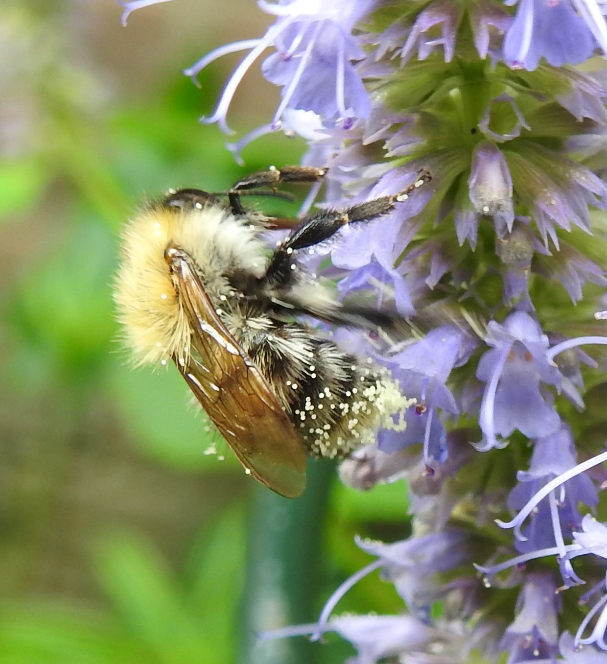 Wie kent dit beestje?