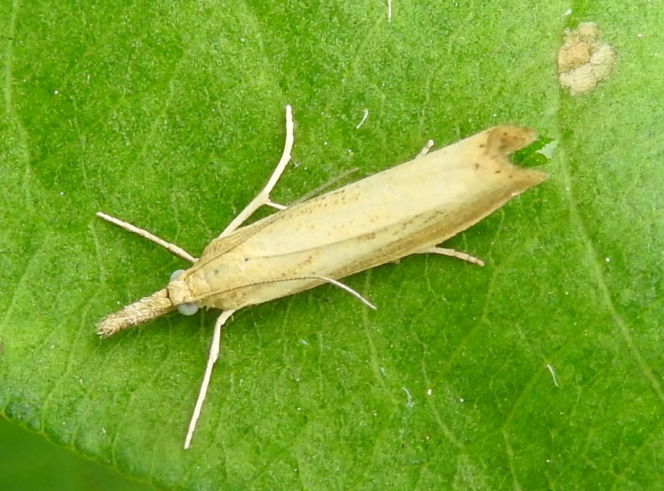 Welke micro nachtvlinder is dit?