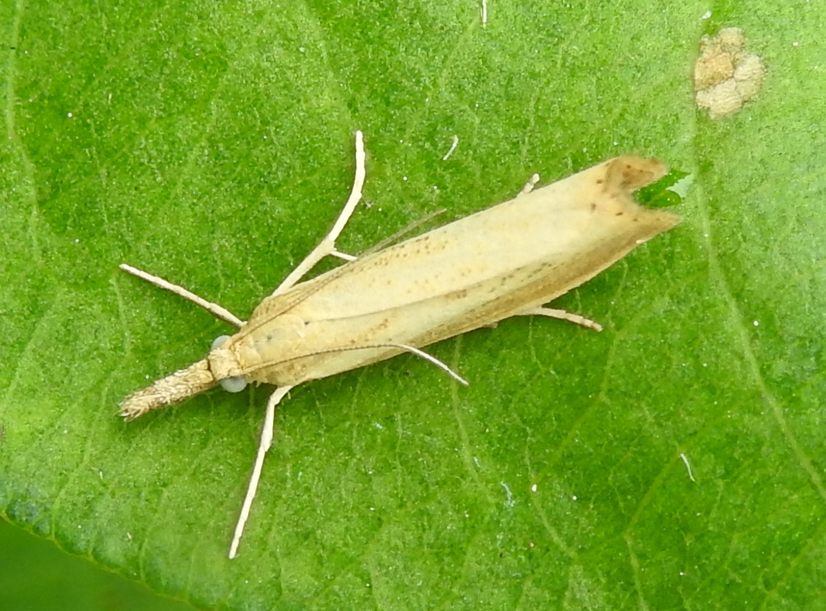 Welke micro nachtvlinder is dit?