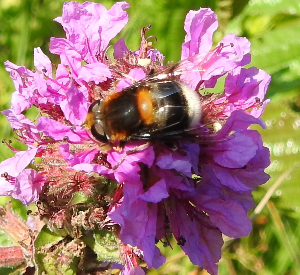 Is dit een hommel of een zweefvlieg?