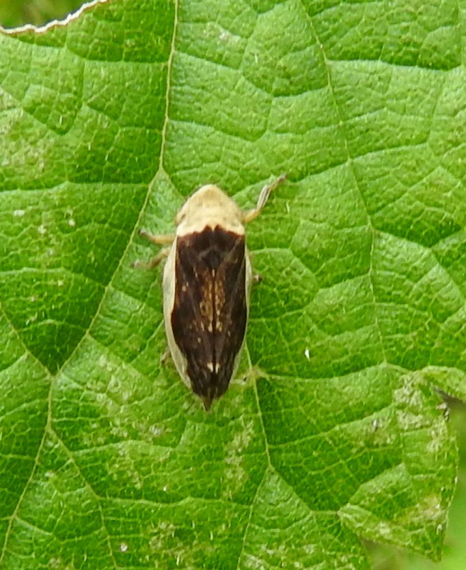 Welke cicade is dit?
