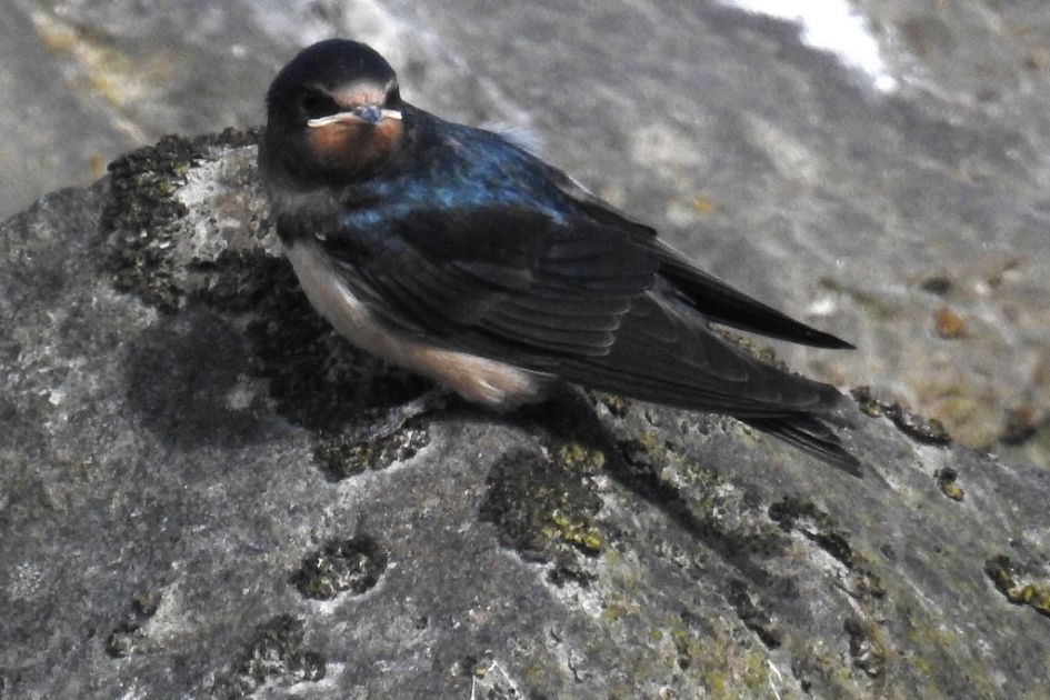 Welk vogeltje os dit