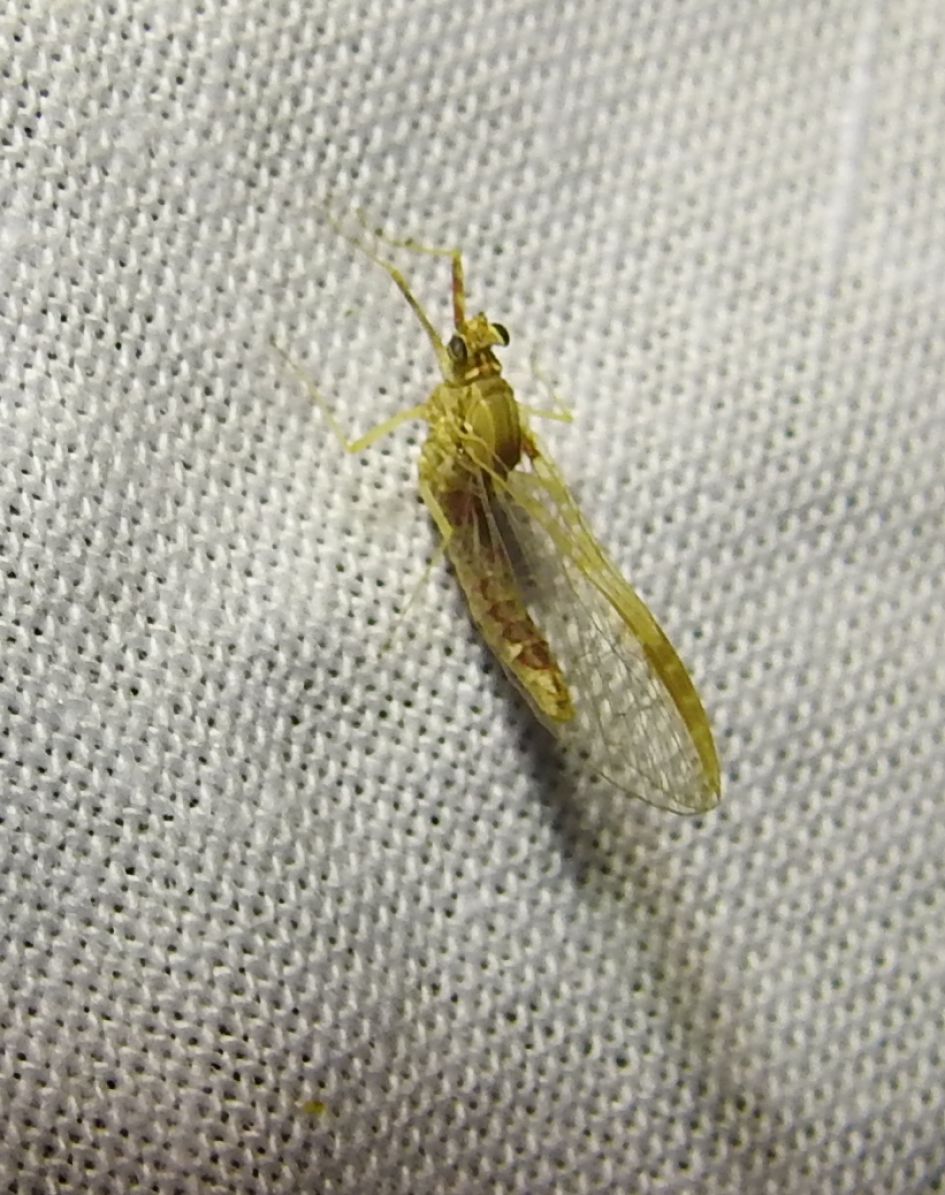 Wie weet wat dit is?