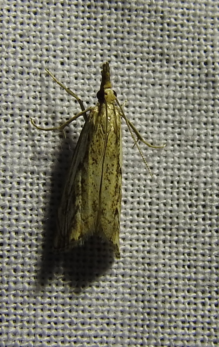 Welke nachtvlinder is dit?