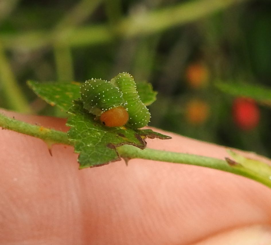 Wie weet wat dit is?