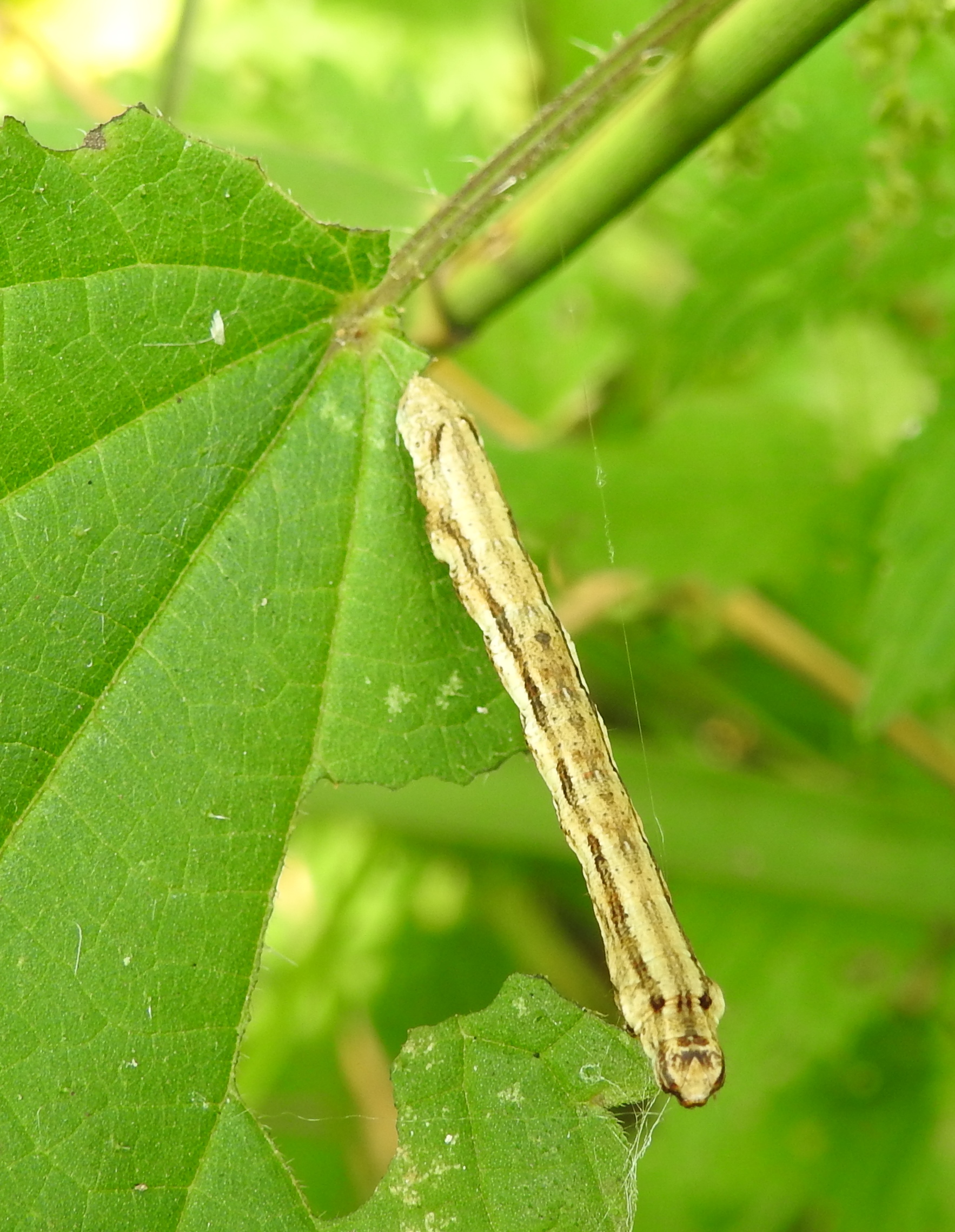 Wie weet van welke spanner deze rups is?