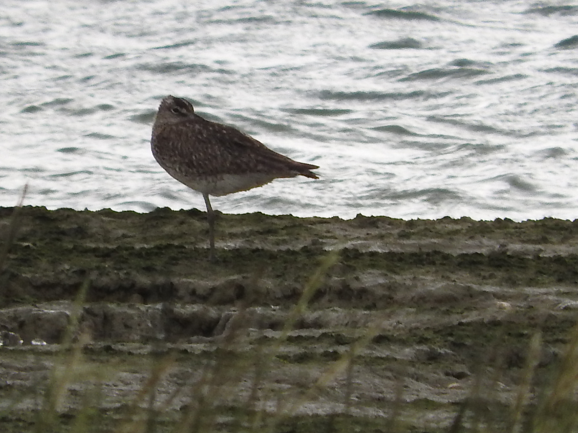 Welke vogel is dit?