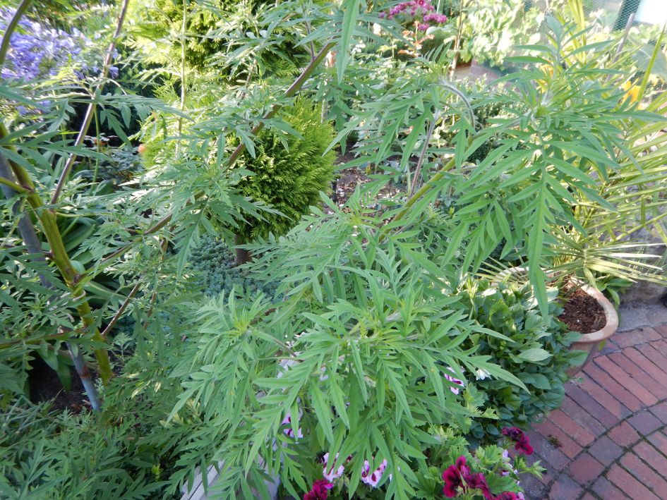 Deel van de plant zelf.