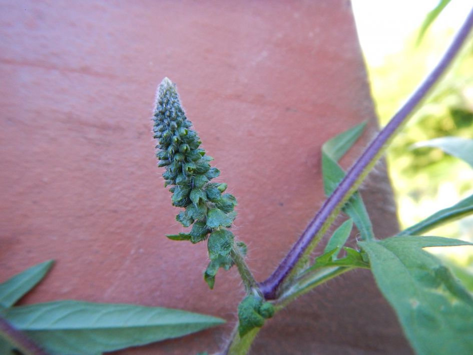 Buurman vraagt naam van deze plant.