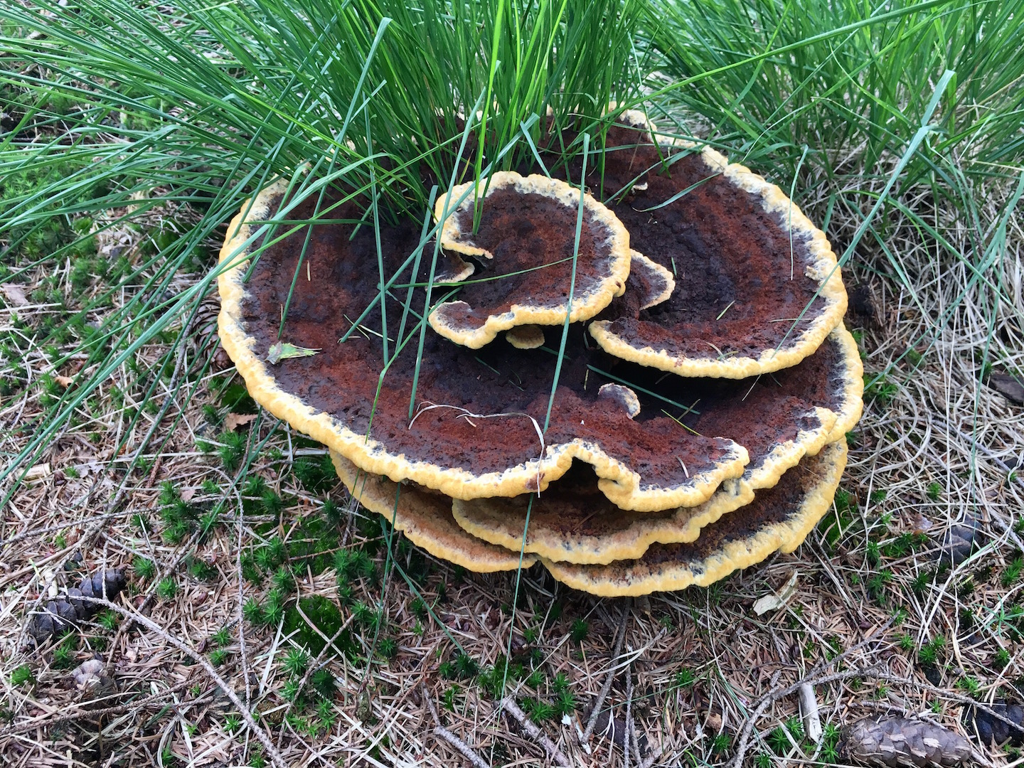 En deze aparte figuur