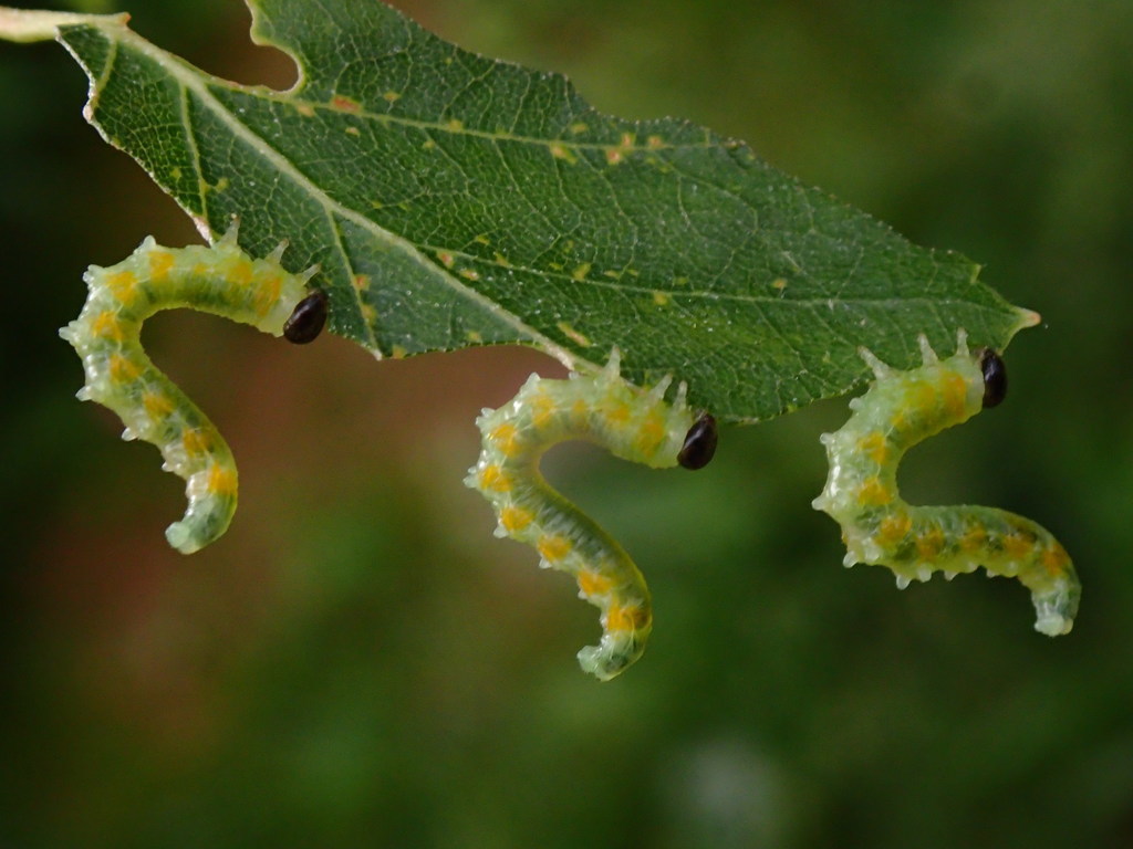 Larven van bladwespen?