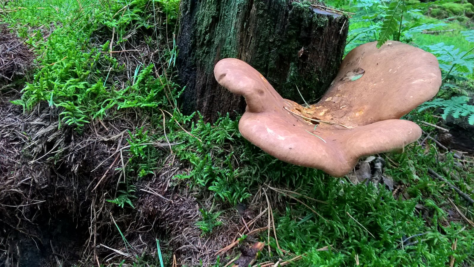 Is dit een biefstukzwam