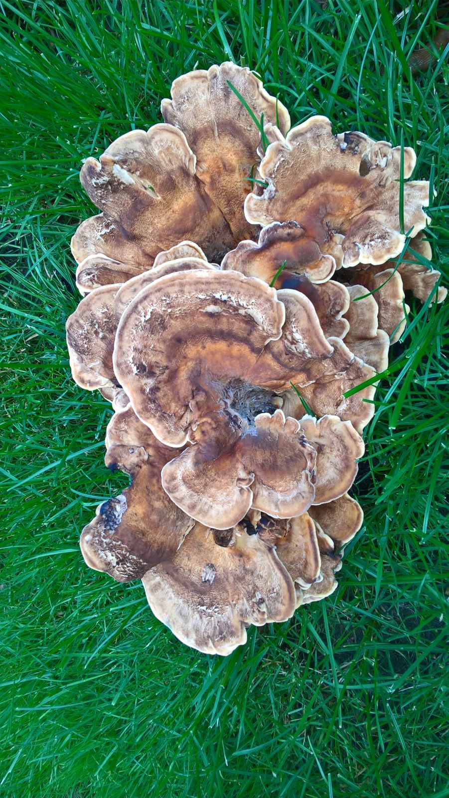 Welke zwam is dit?