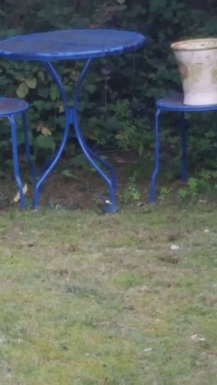 Ijsvogel