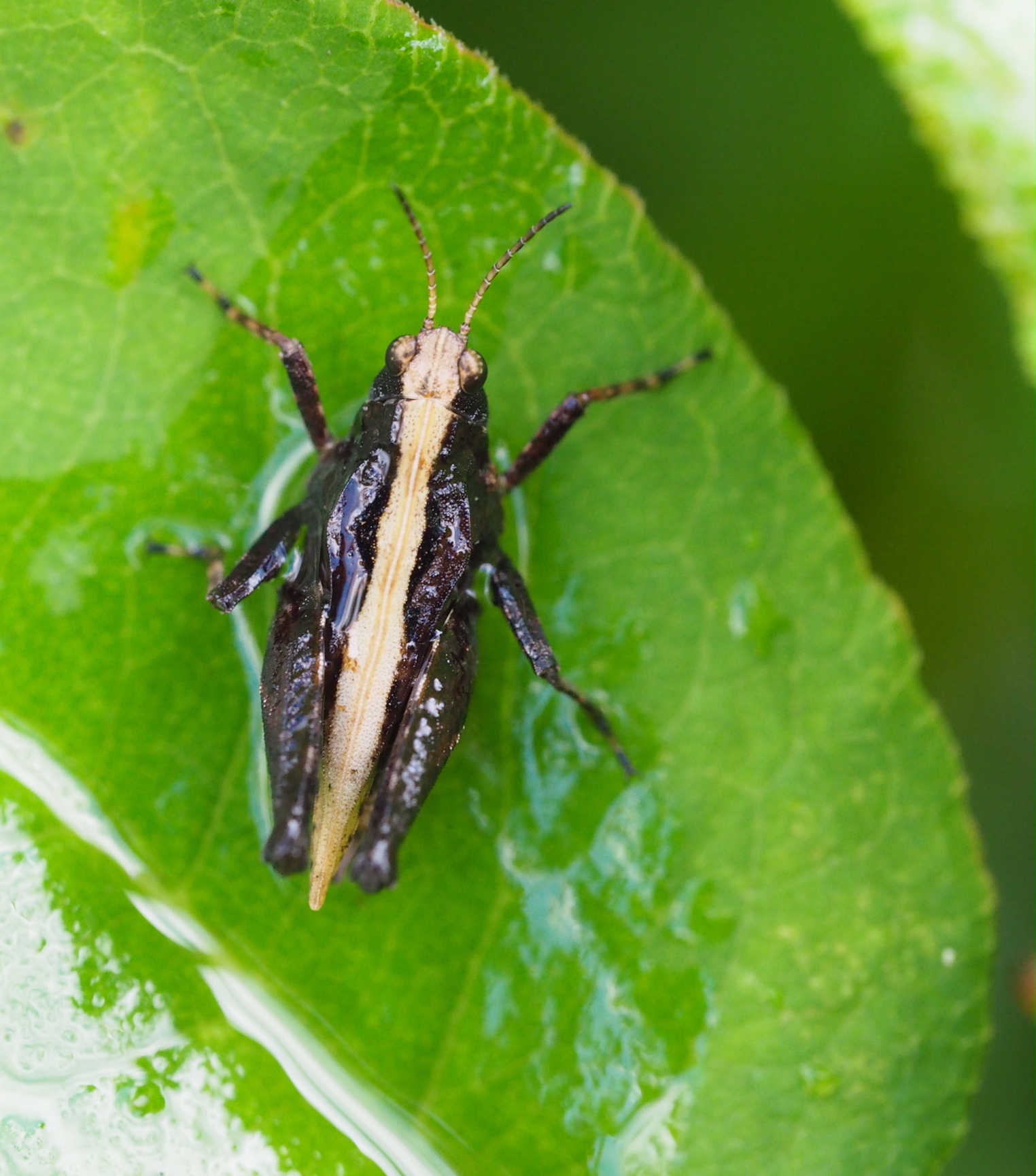 Welke soort is dit?