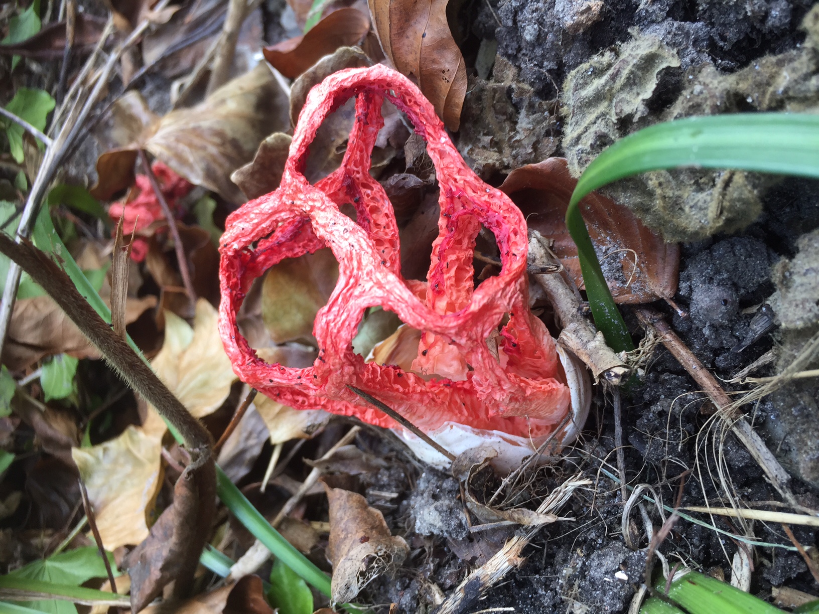 Wat voor boleet is dit?