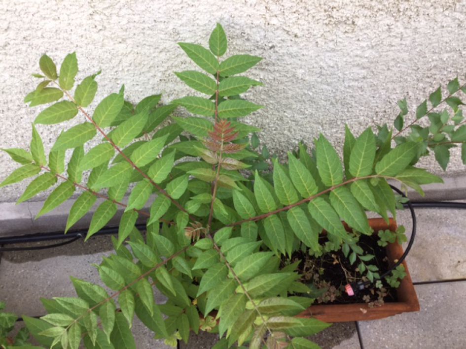 Onbekende plant in Italië