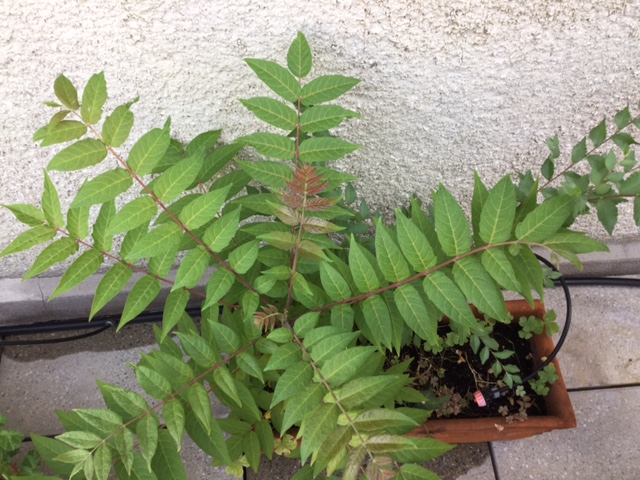 Onbekende plant in Italië