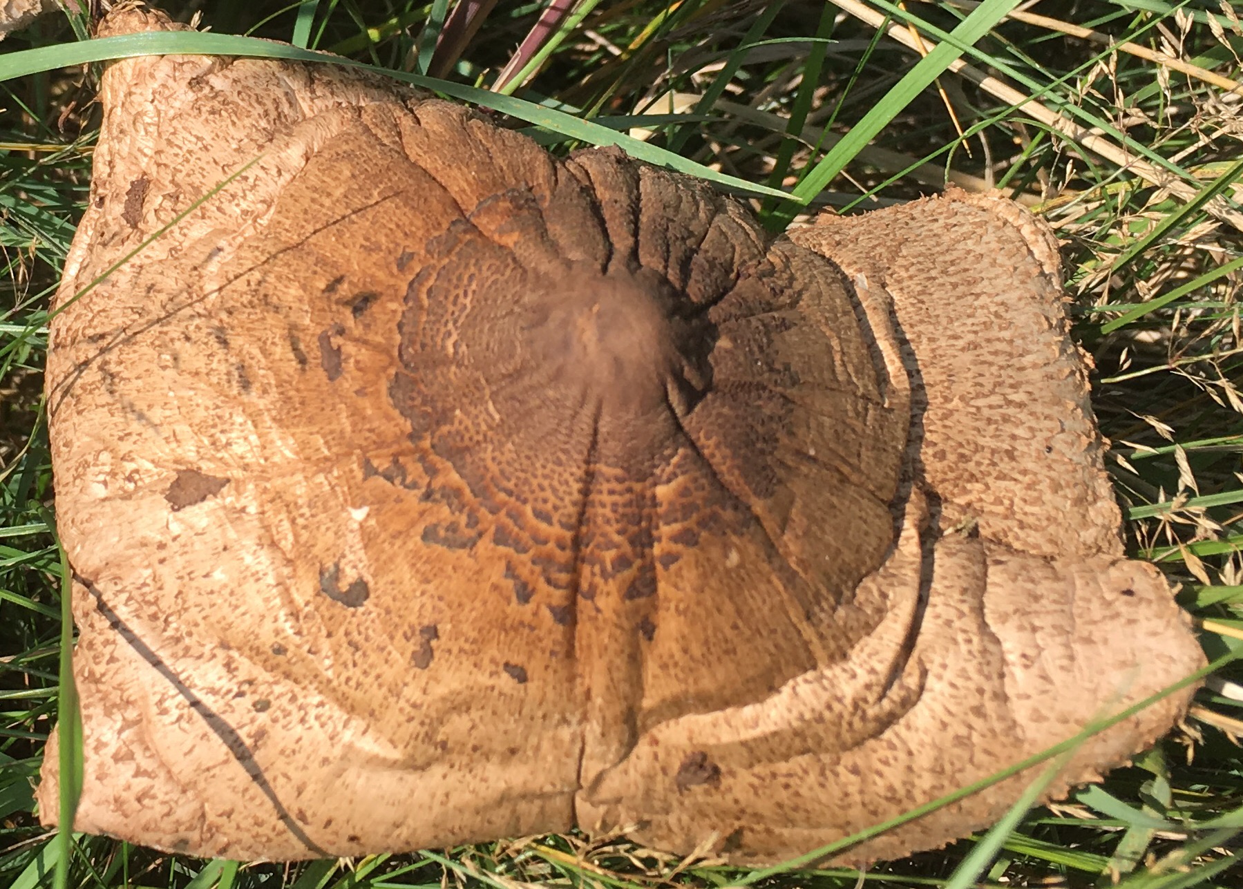 Onbekende paddestoel