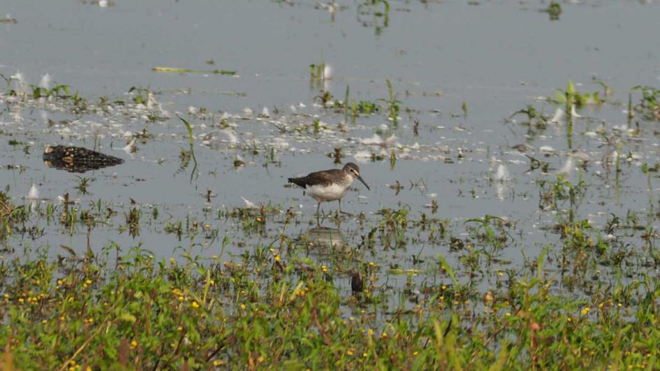 Zaanse rietveld bij Alphen