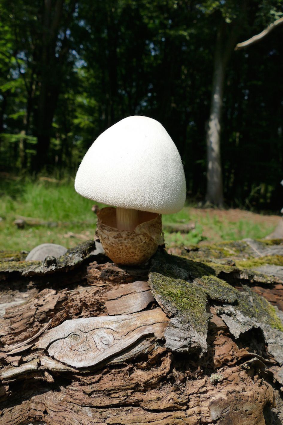 Fluweel in het struweel