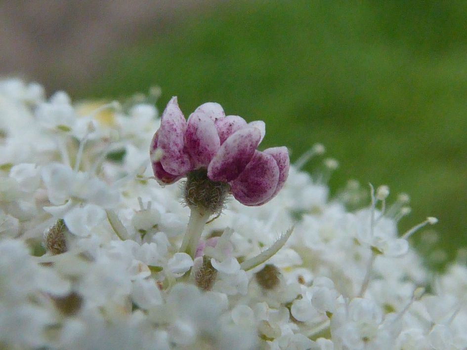 geen idee wat het is