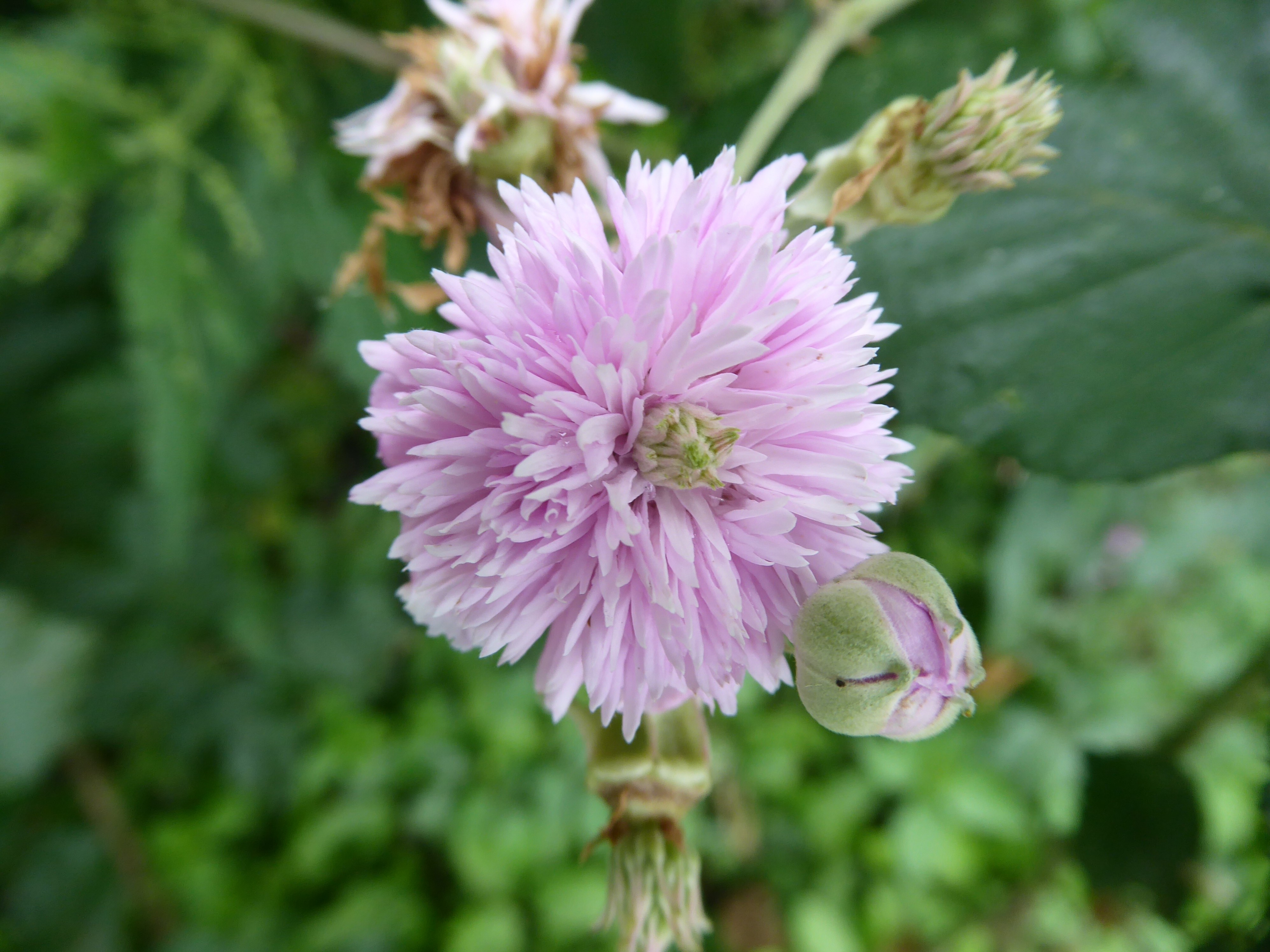 opvallende braambloem