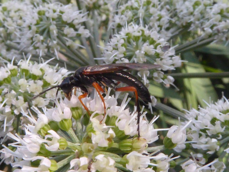 nog een onbekend insect